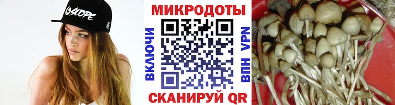 Псилоцибиновые грибы Psilocybe  Советская Гавань 